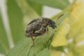 Bruchidius lividimanus